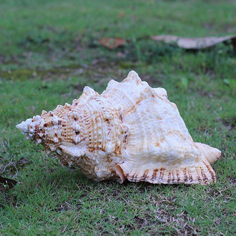 石号螺天然金口蛙螺大海螺贝壳海螺壳鱼缸造景装饰品摆件 21 厘米左右