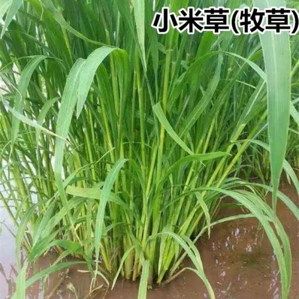 雜交牧草牛羊兔豬魚草種子紫花苜蓿草狼尾草小米草黑麥草種子量大聯繫