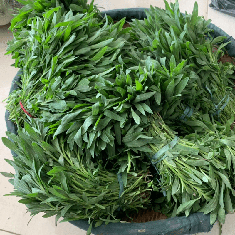 仓梵蒸菜凉拌做陷新鲜扫帚菜扫帚苗菜地肤菜地麦草蒸菜食材现挖现发