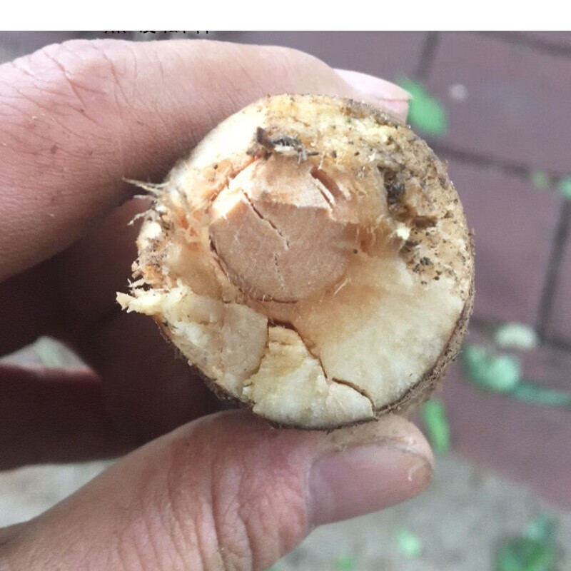 新鲜猫尾树根猫尾薯500g