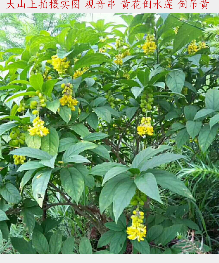 观音串 倒吊黄根 纯根 黄花倒水莲倒吊王根农村采挖500克无硫干品