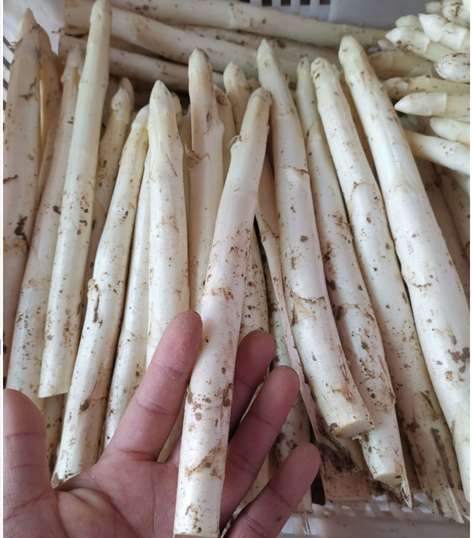 山东白芦笋新鲜蔬菜酒店西餐火锅生鲜食材白芦笋新鲜精品1500g