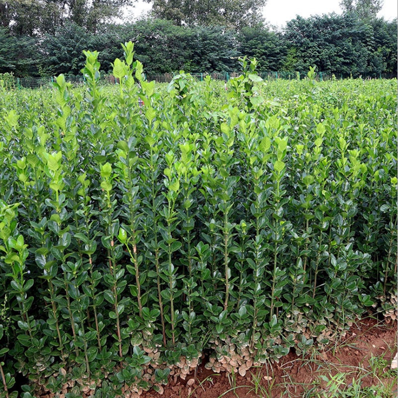 围墙篱笆植物大叶北海道黄杨苗冬青树苗四季常青耐寒庭院绿篱树苗