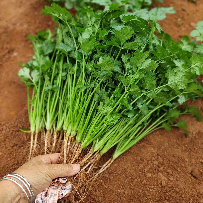 北蔬 抗熱香菜種子夏季耐熱菜種 【43℃正常生長】