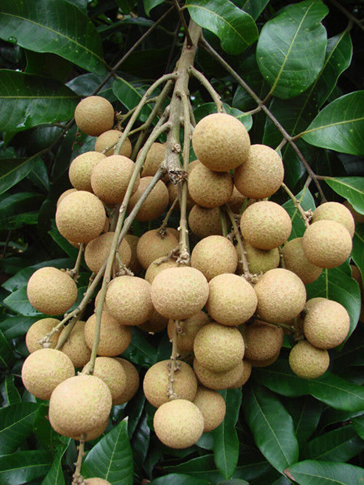 四季龙眼苗树当年结果嫁接四季龙眼石硖桂圆果苗树苗南方种龙眼树 石