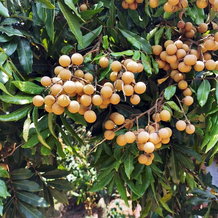 四川泸州老树晚熟桂圆鲜甜龙眼当季孕妇水果新鲜现摘整箱现货 5斤