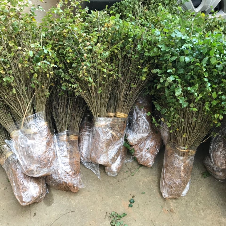 江影清马甲子树苗刺树苗铁篱笆鸟不站刺苗果园围栏绿篱防护隔离树1000