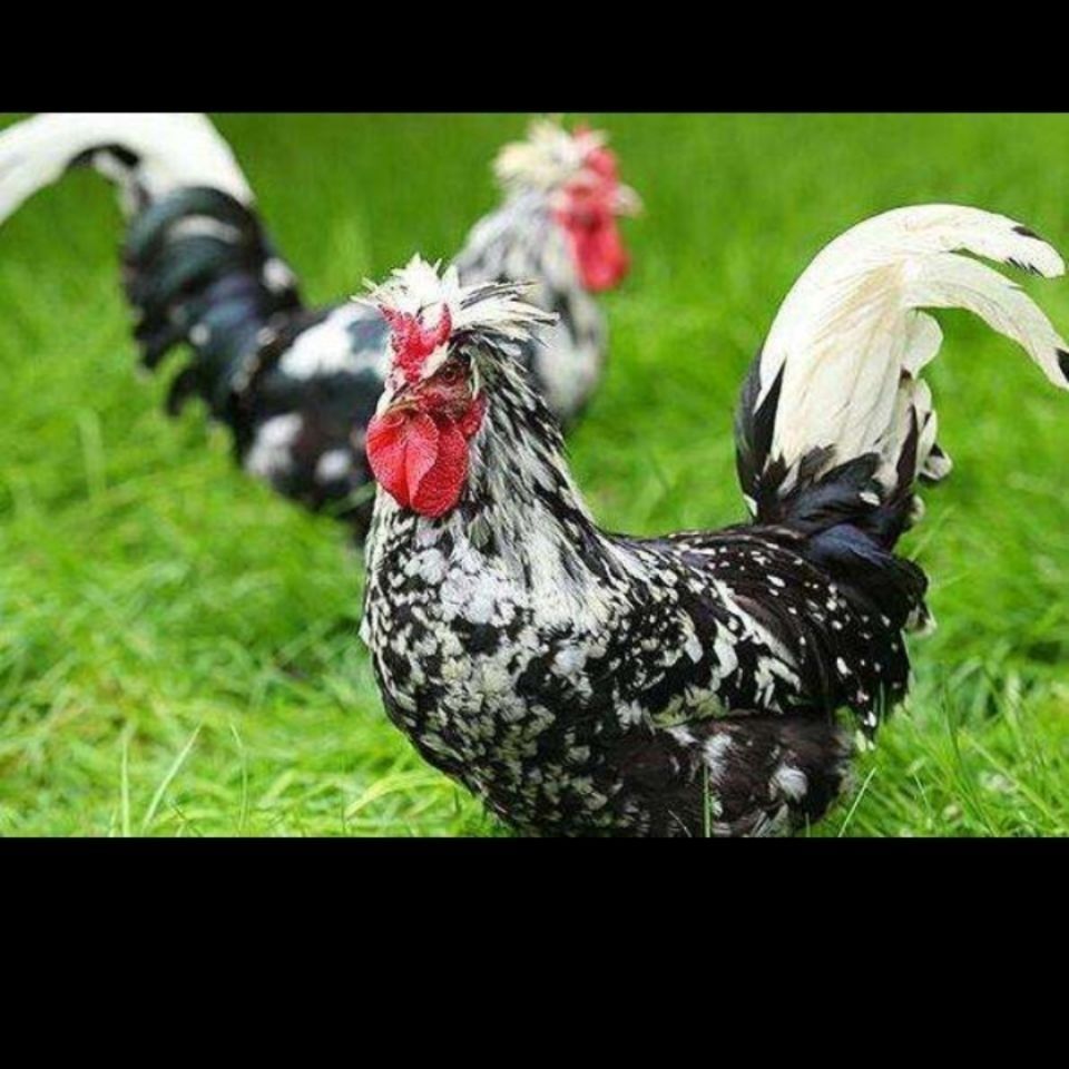 农家散养贵妃鸡纯正贵妃鸡半大鸡脱温鸡包活到家半斤左右贵妃鸡买6只2