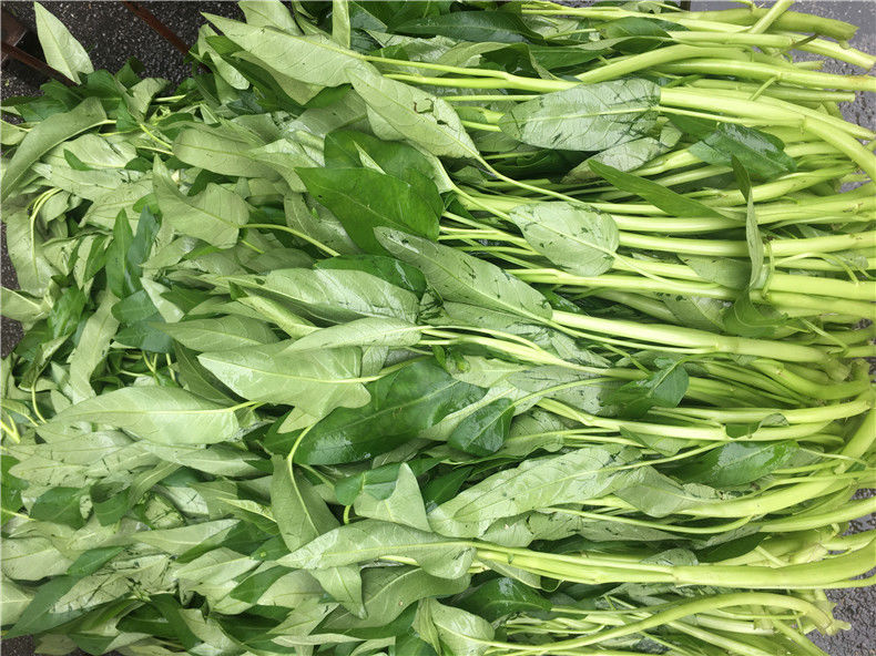 【现摘现发】广西博白特产新鲜空心菜空心菜菜标水蕹菜新鲜蔬菜5斤/10