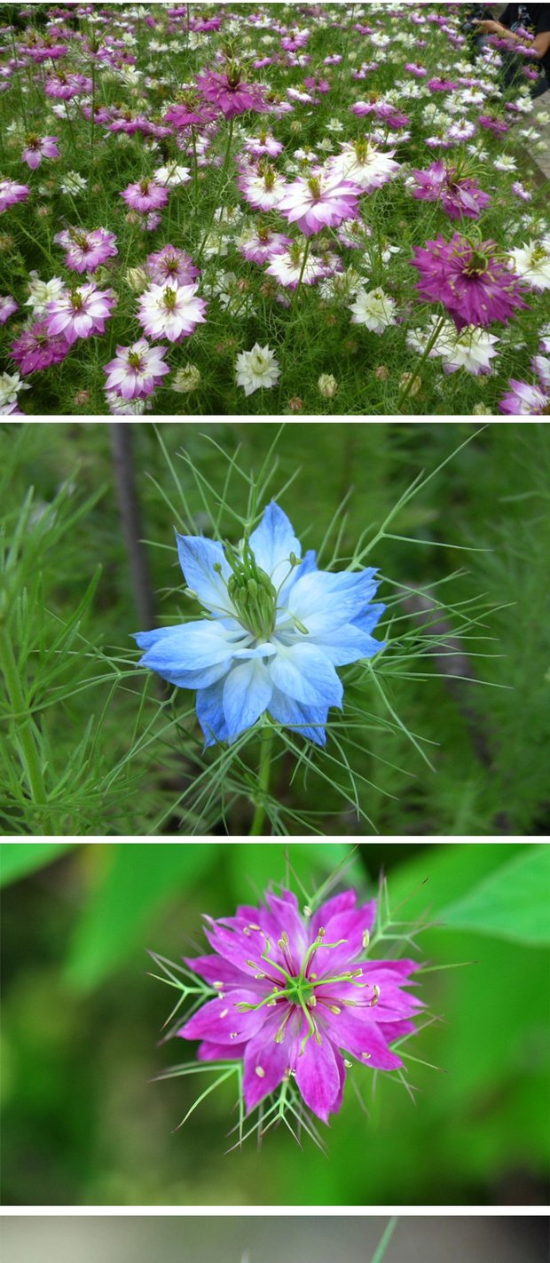黑种草种子混色 香草波斯宝石 黑子草阳台盆栽观花种子 四季易播 混色