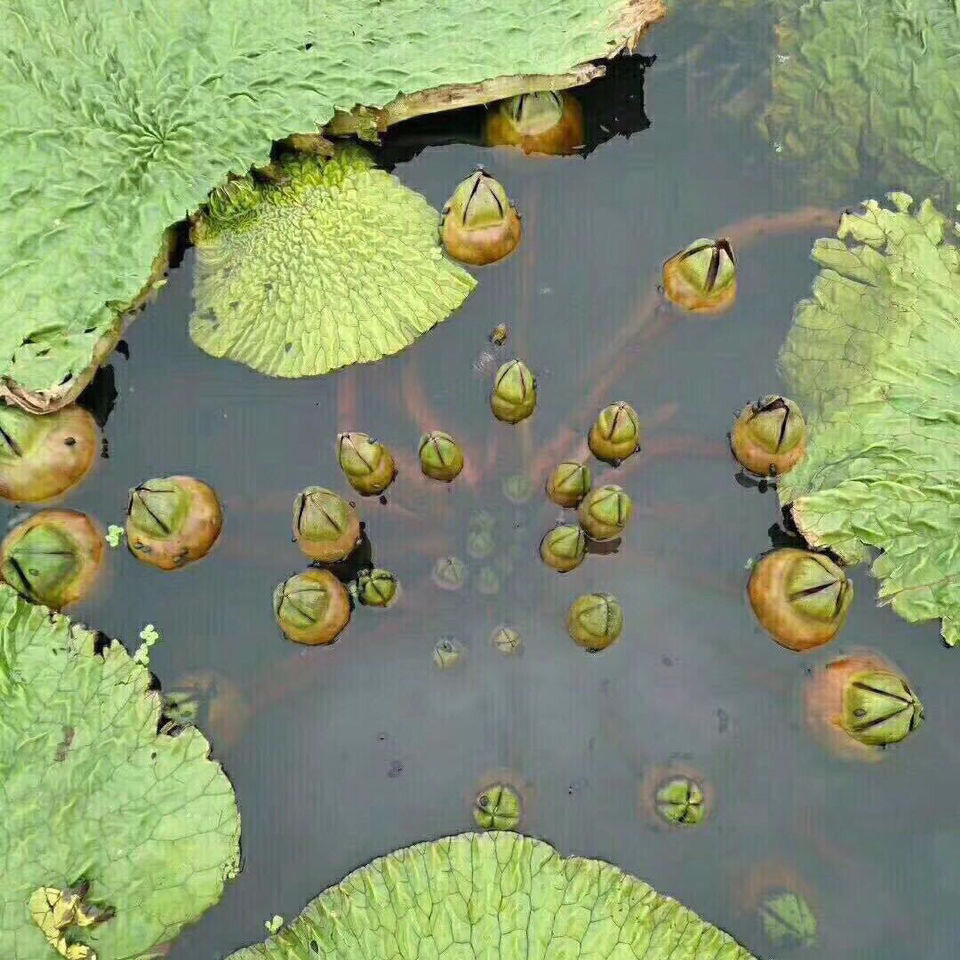 广东东凤鲜芡实鲜嫩鸡头米芡实康中尊 5000g【图片 价格 品牌 报价】