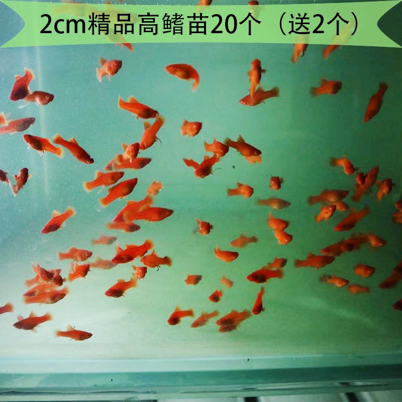 包損活體菊花帆紅箭魚高鰭紅箭魚紅劍魚活體熱帶觀賞魚淡水魚小型高帆