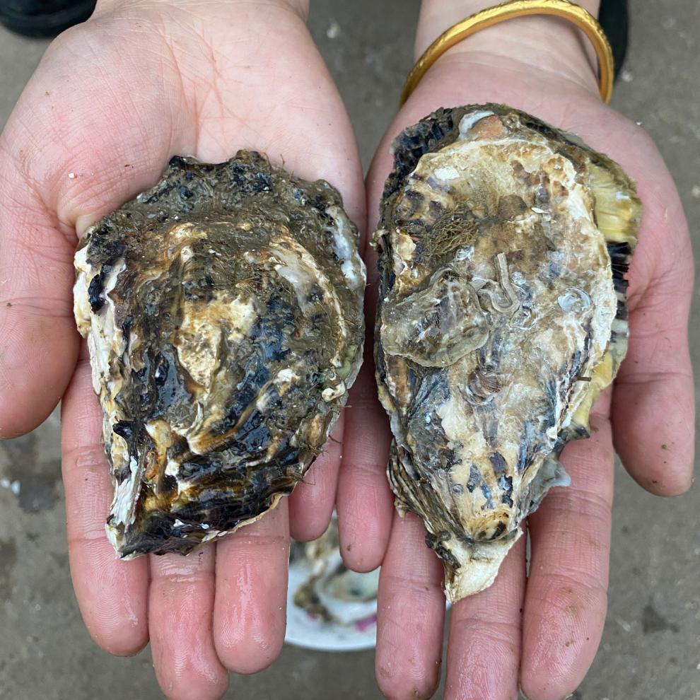 海鲜生蚝鲜活生大牡蛎新鲜海蛎子带壳大生蚝肉烧烤 xl(90g(含)-120g(