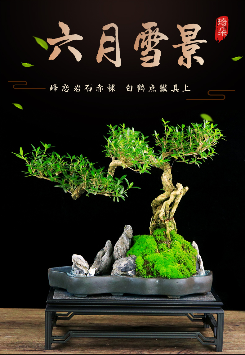 悬崖式提根六月雪老桩植物依山傍水造型盆景室内绿植花卉盆栽送礼