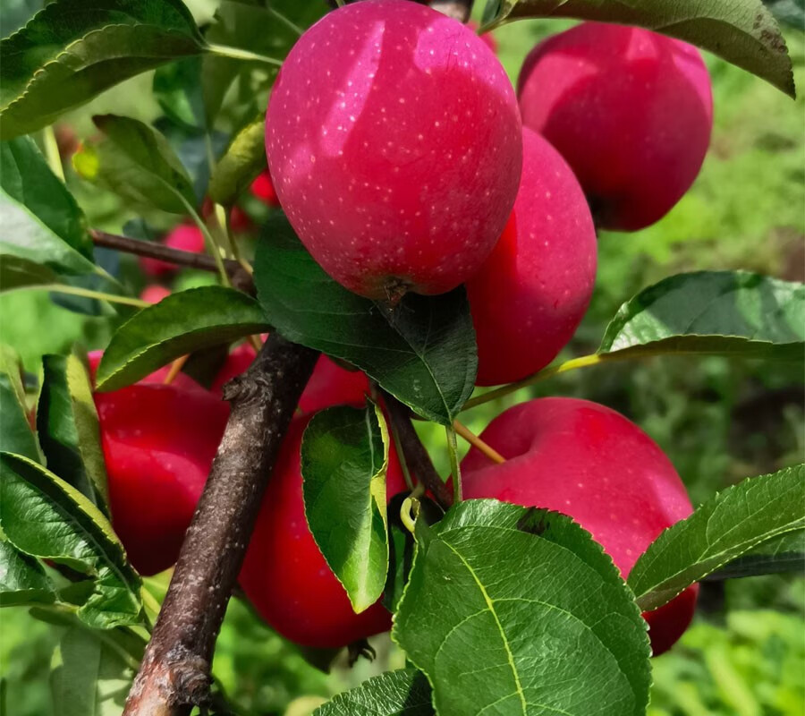 新鲜应季东北鸡心果大秋果沙果海棠果龙丰果吉林水果5斤 3斤 60mm以下