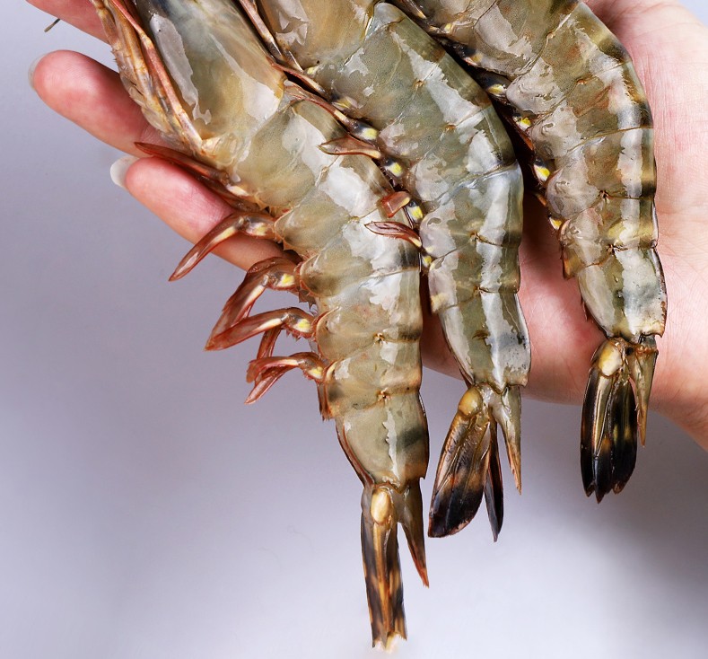 府哥超大活冻黑虎虾超大草虾虎头虾斑节虾竹节虾海虾鲜活冷冻大号1216