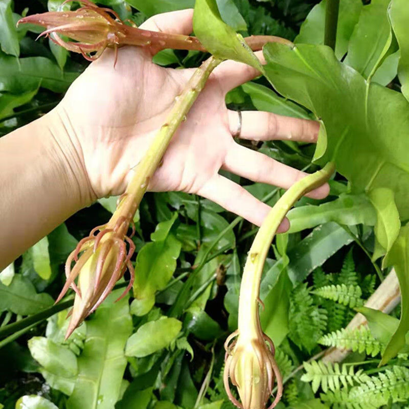 昙花昙花盆栽 昙花种子室内室外地栽盆栽花卉阳台庭院植物一现货好