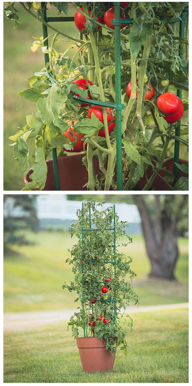 种菜架西红柿番茄架子阳台种植架豆角黄瓜爬藤架包塑钢管支撑架植物