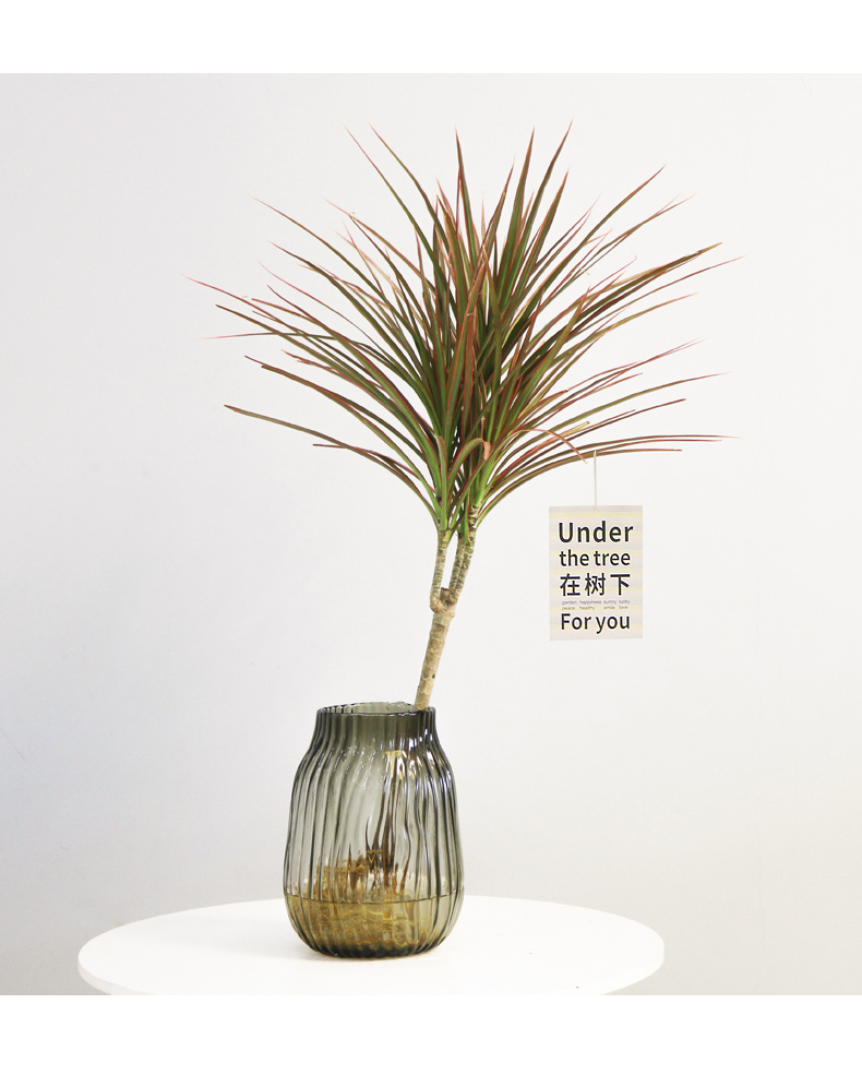 水培植物七彩铁水养盆栽带根老桩千年木马尾铁比马醉木吊钟好养单发