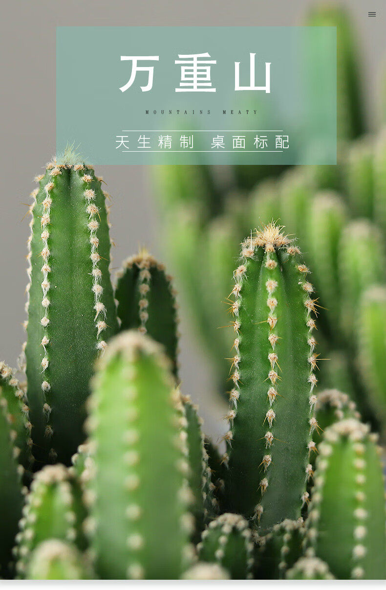万重山多肉植物稀有品种大颗室内绿植花卉仙人掌盆栽桌面花大颗万重山
