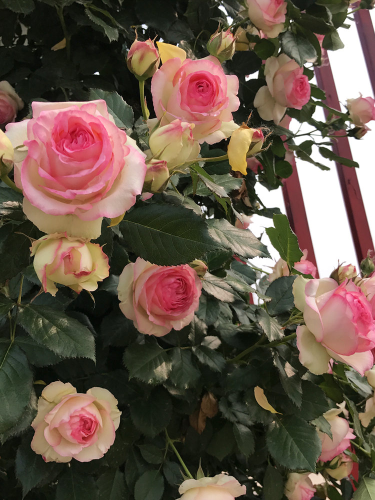 藤本月季粉色龙沙宝石特大花苗庭院爬藤多蔷薇浓香四季开带花发货 红