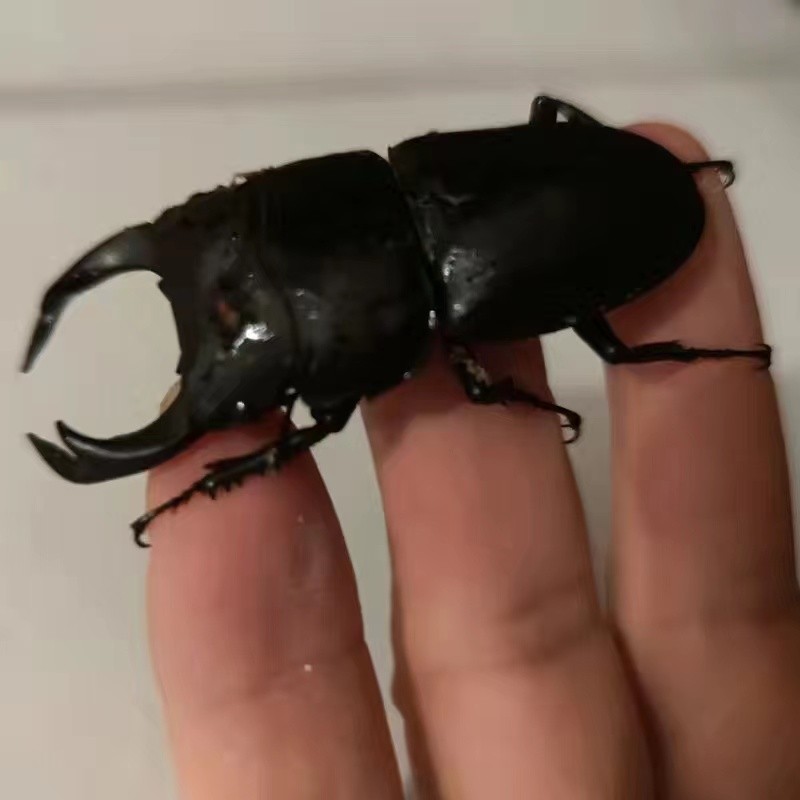 大锹成虫中扁甲虫活体锹甲独角仙花金龟斗虫 小母单只【图片 价格