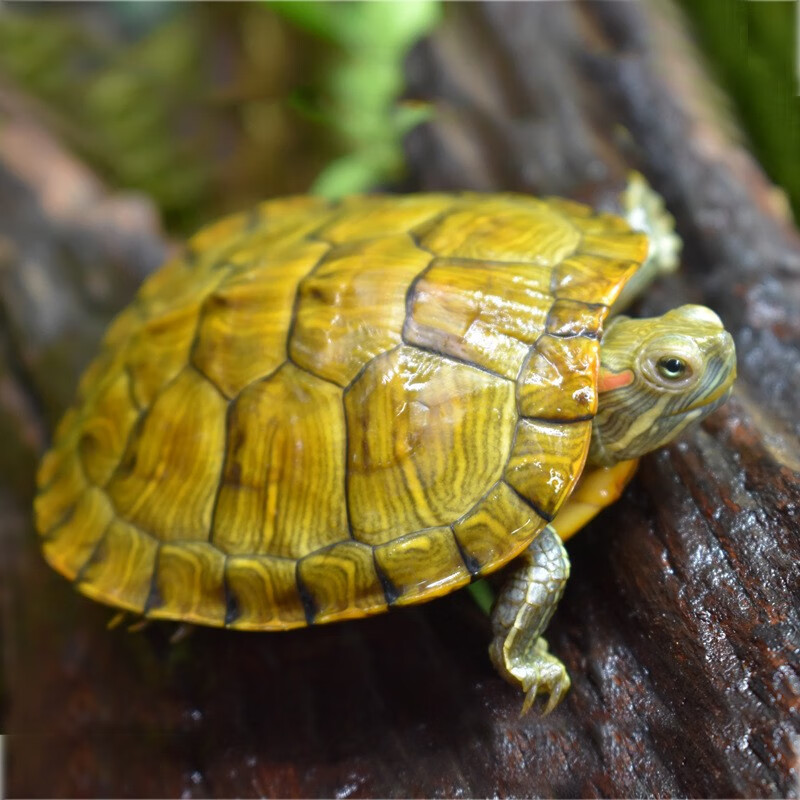 活体乌龟活物水龟长寿观赏龟小乌龟 8—10厘米推荐(1只) 免费试吃装