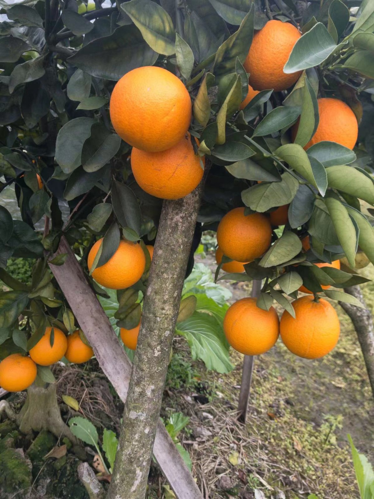 荔浦直发现摘夏橙正宗广西荔浦夏橙现摘现发鲜橙奶茶店榨汁新鲜水果