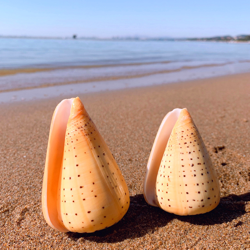 黄玉米螺天然贝壳海螺玉米芋螺鱼缸造景水族装饰地中海风格摆件 黄