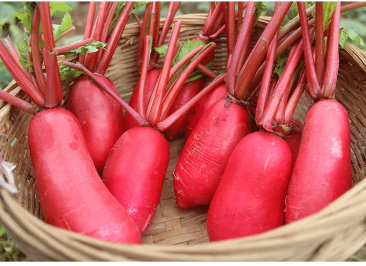 四川特产泡菜原料皮萝卜新鲜红皮白肉水萝卜红泡菜胭脂萝卜5斤装 四川