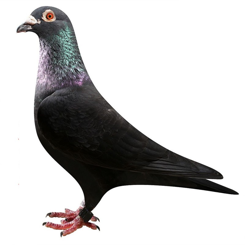 观赏鸽包活种鸽幼鸽青年鸽肉鸽活物鸽子宠物幼鸽一只下单可备注品种