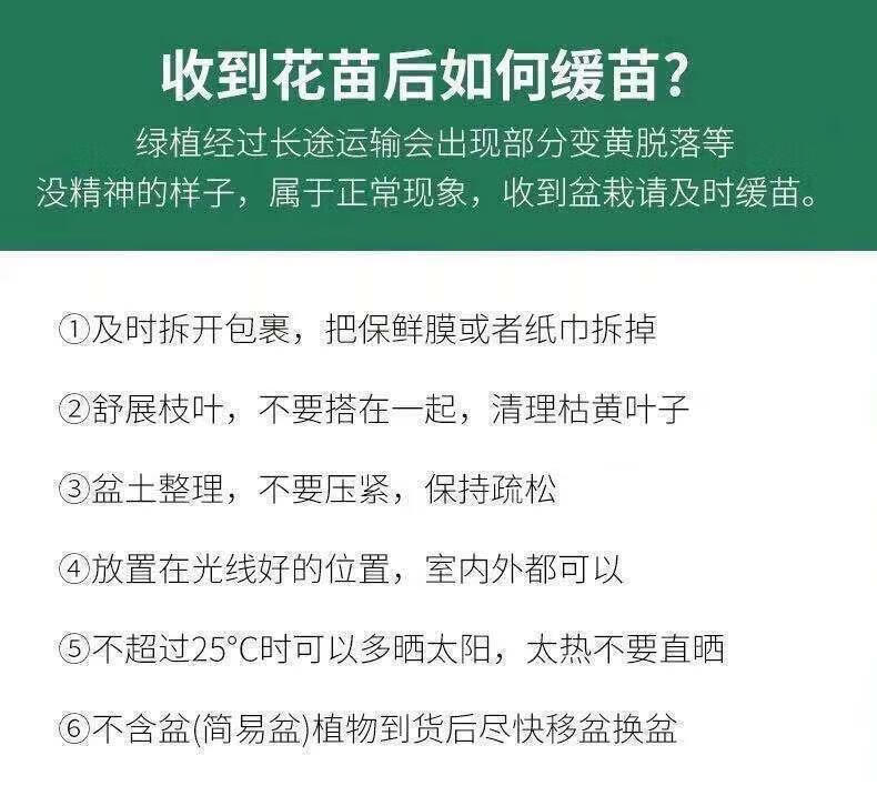 采缇886柠檬薄荷盆栽 薄荷苗净化空气水培室内清香 薄荷盆栽2颗+吸水盆