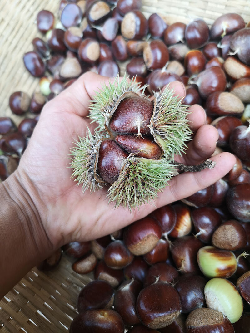 2022新鲜板栗云南老树老板栗老品种生吃香脆甜熟吃粉面香甜 2500g 特