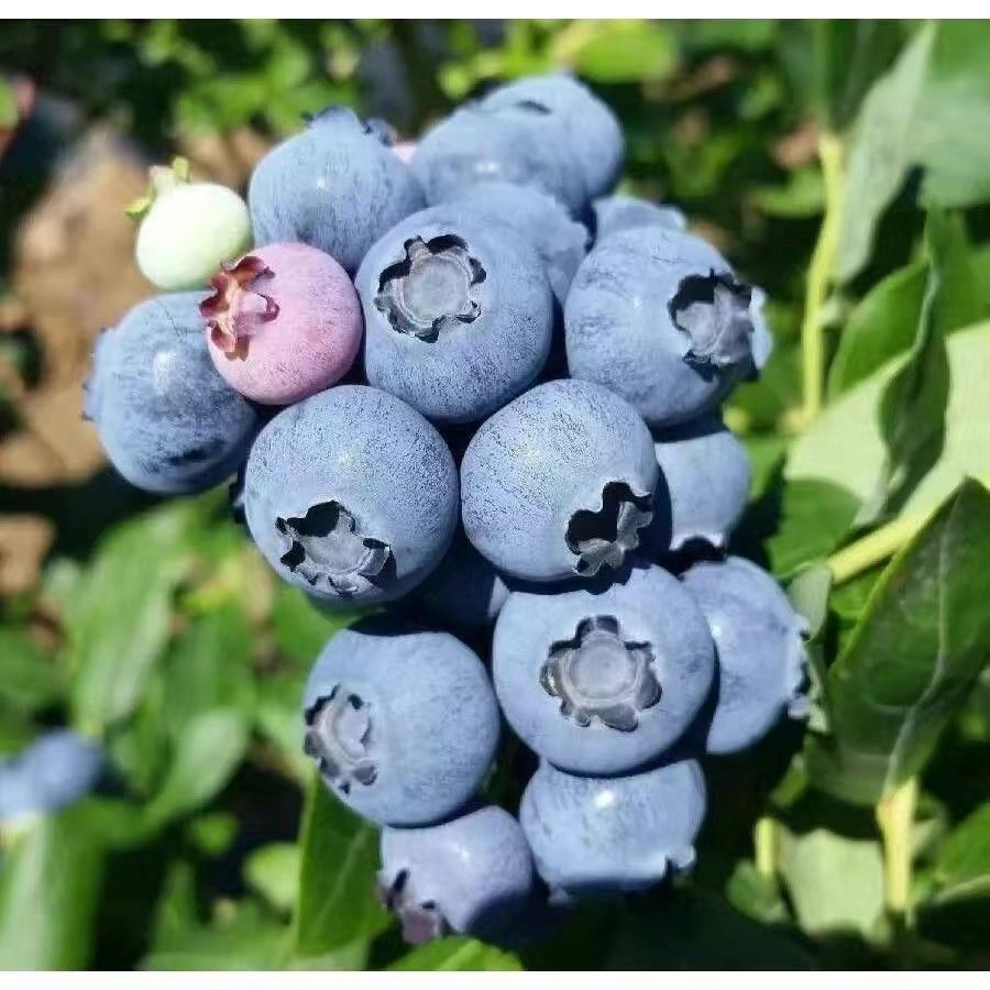 蓝莓鲜果大山蓝莓新鲜蓝莓孕妇水果当季蓝莓大果果园现摘地头直发