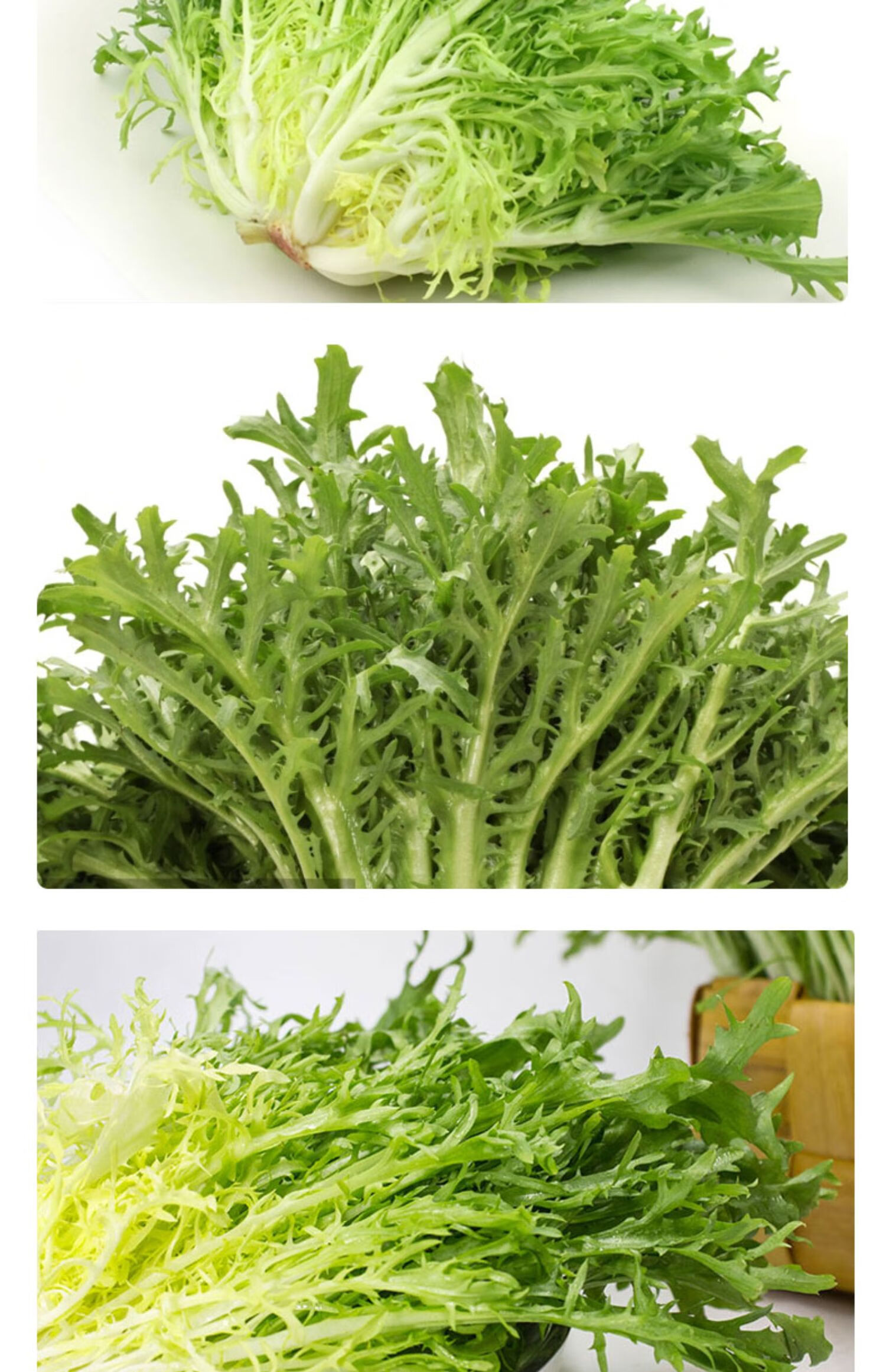 【顺丰】苦菊生菜新鲜蔬菜沙拉食材苦苣狗牙菜西餐健身轻食苦细叶生菜