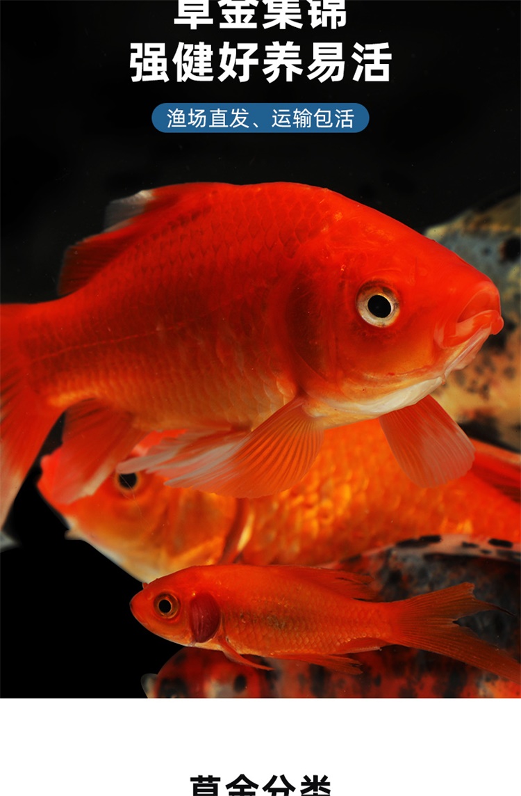 750_1144竖版 竖屏