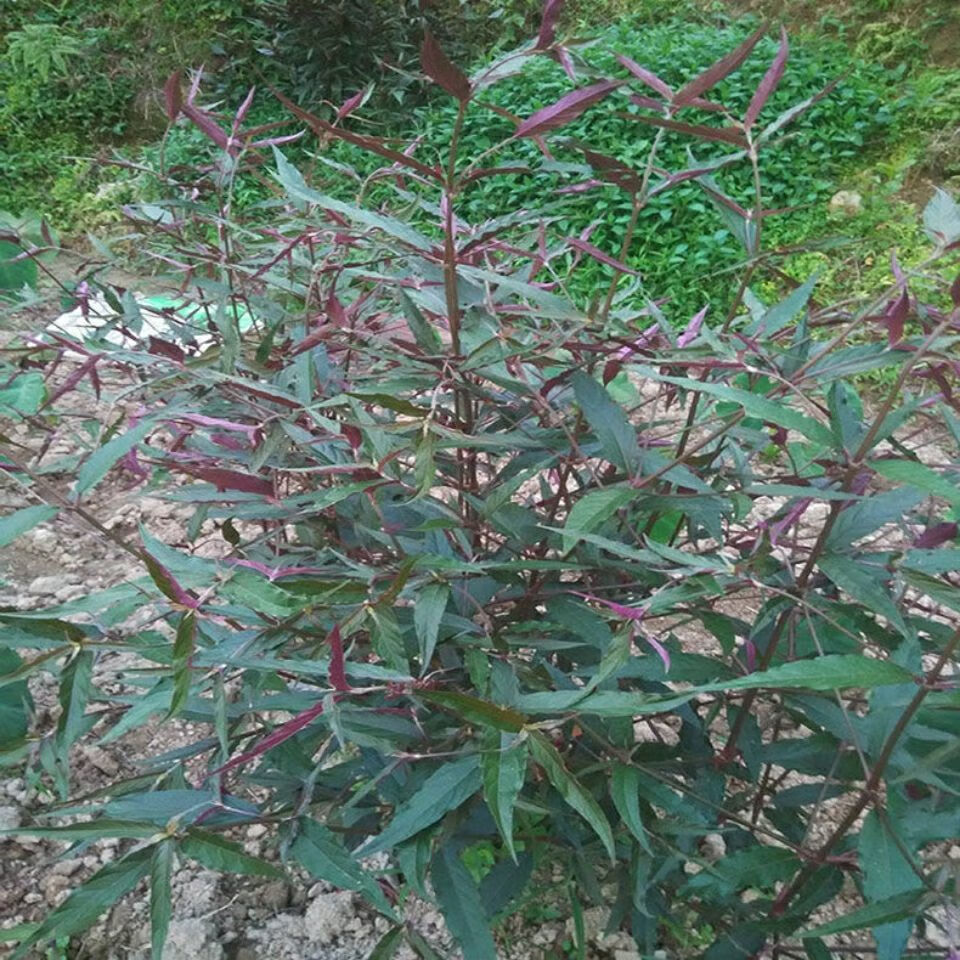 有仁堂乾州中草药湘西红牛膝关节主治药中药材绿植室外盆栽五株购买10