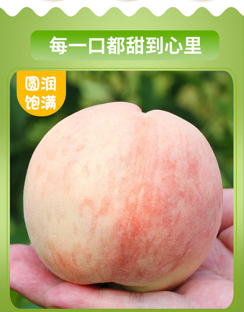 正宗四川龙泉水蜜桃新鲜水果当季甜蜜多汁白凤撕皮软桃子精选果4斤