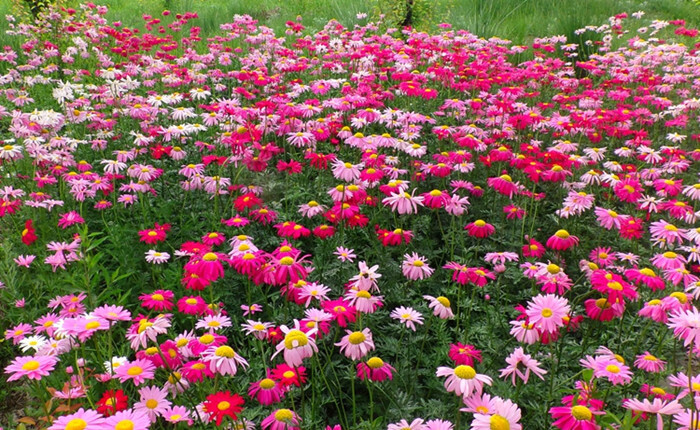 菊花种籽子多年生混色花草种四季易活盆种植 除虫菊500粒 肥【图片