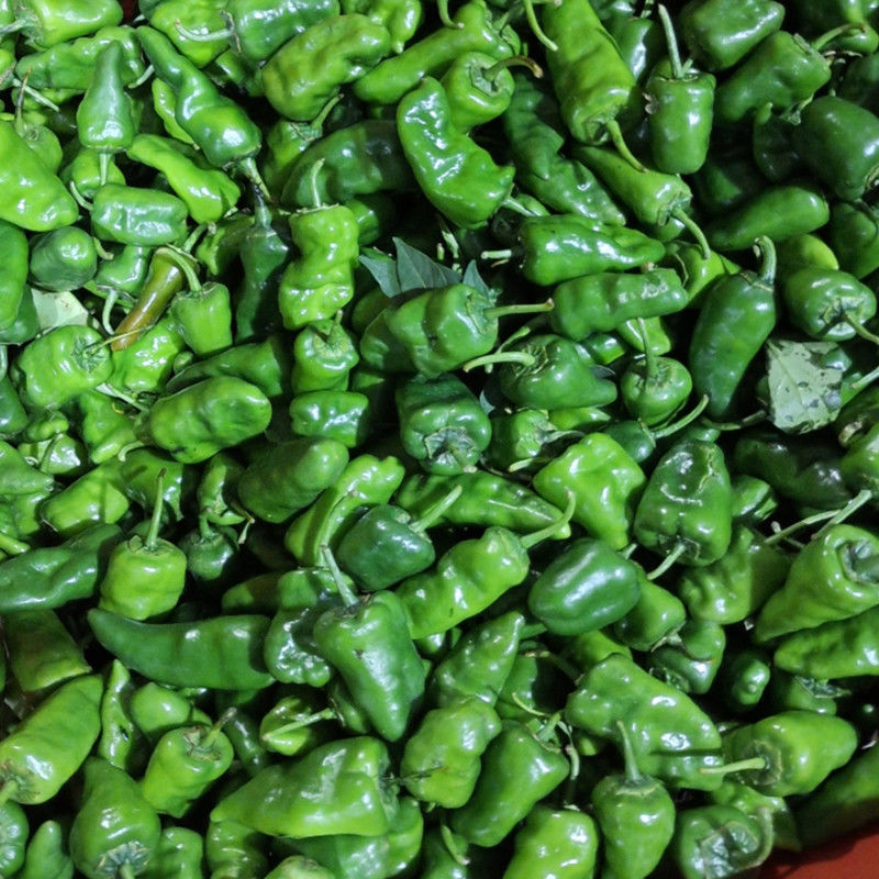 江西特产正宗余干玉亭丰收辣椒现摘新鲜特辣薄皮青椒玉亭枫树辣椒余干