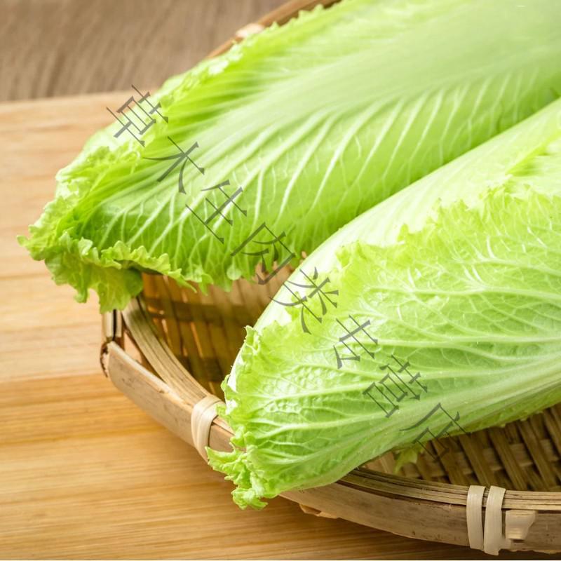 轻恋 宁夏蔬菜新鲜龙芽菜龙牙菜日本绍菜小白菜软糯甜开水白菜 4斤