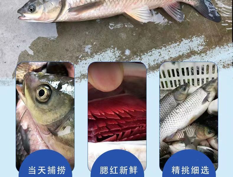 微山湖草魚草青草根淡水魚草魚魚片魚肉混子厚子魚純活魚現殺八斤到