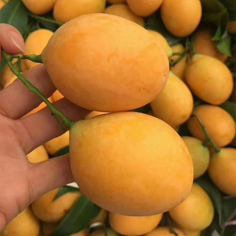 顺丰泰国枇杷芒新鲜孕妇水果稀有不常见小芒果4斤