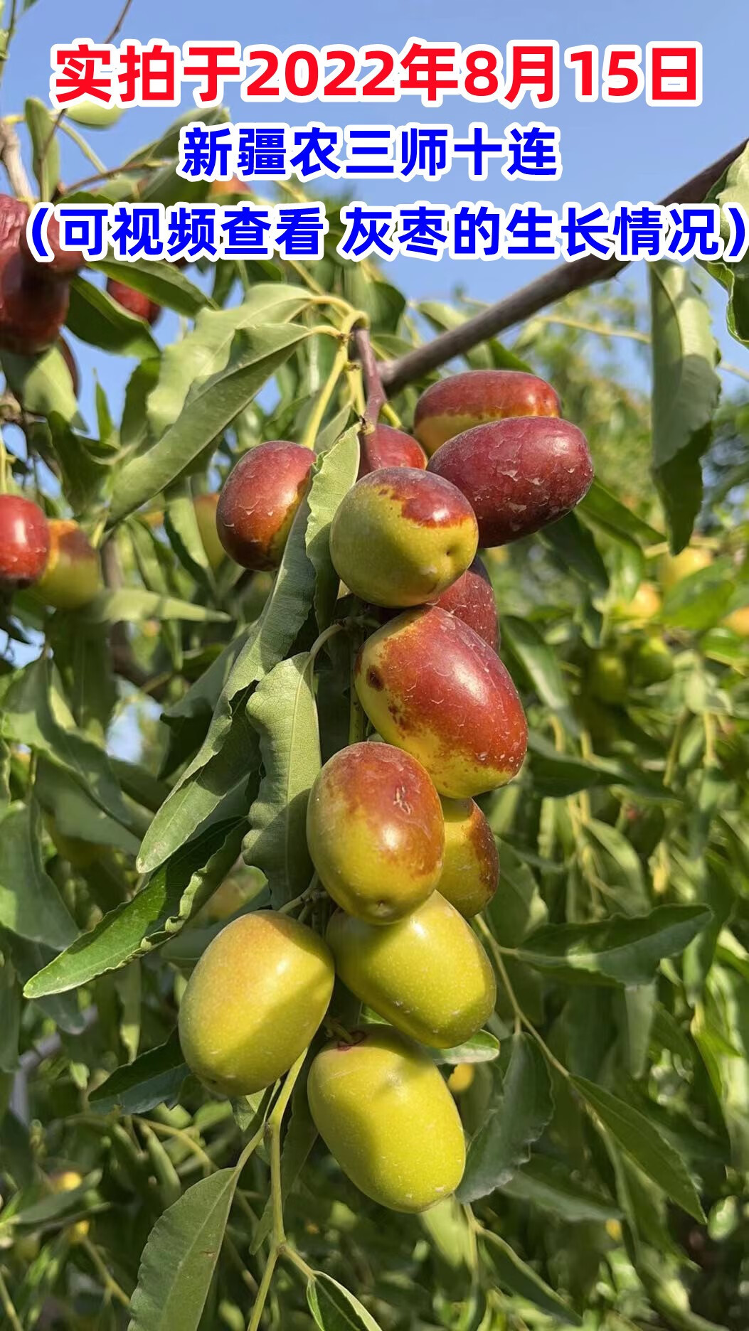 媚调 鲜枣新疆新鲜灰枣冬枣5斤南疆红枣现摘脆甜果园直发兵团大枣子 5