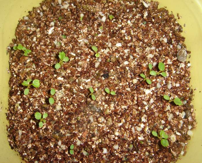 阳台盆栽草莓种子 四季草莓种子 盆栽草莓种子 室内室外阳台盆栽蔬菜