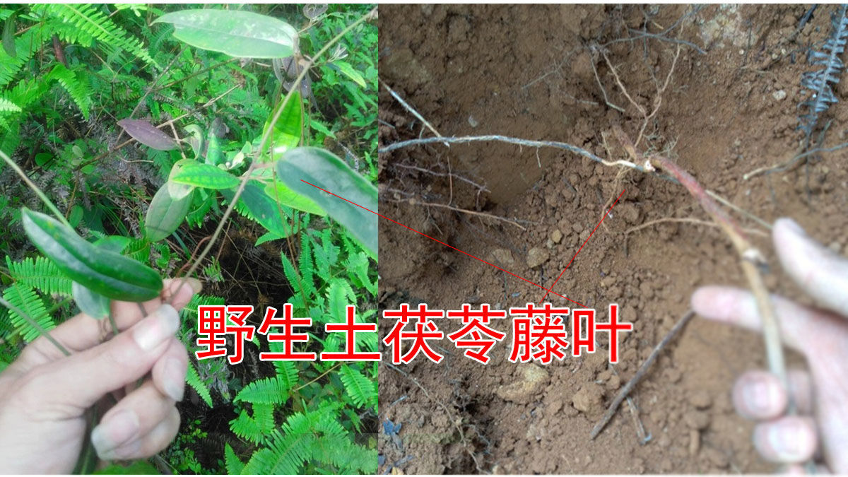 本地現挖野生鮮土茯苓新鮮中藥材農家白茯苓乾貨五指毛桃湯包新鮮白肉