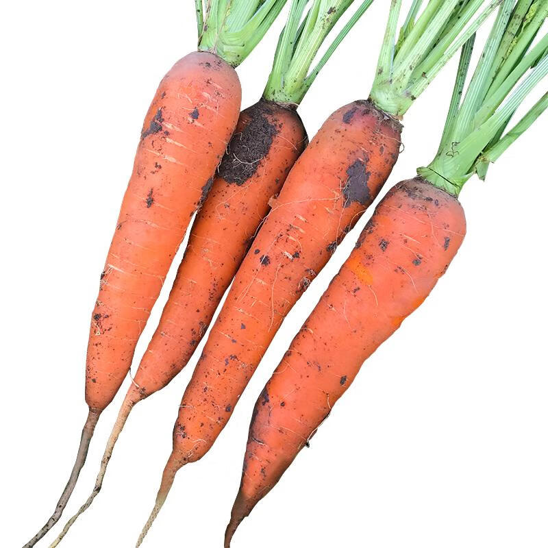 小秋佳园产地直供2021新鲜现挖胡萝卜红萝550g新鲜蔬菜