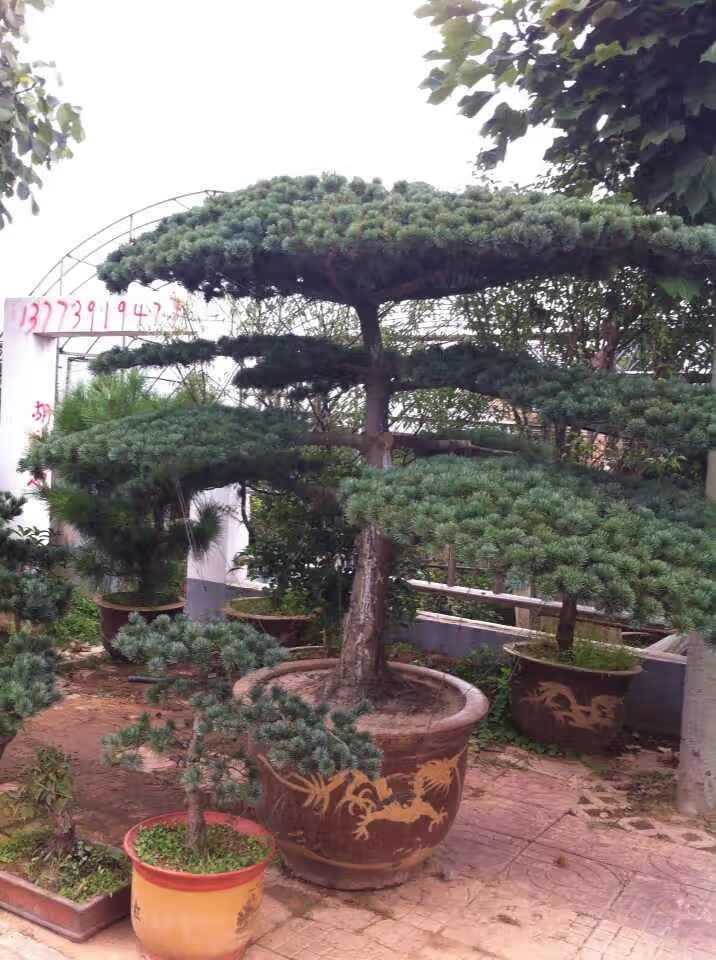 植物大树桩耐寒造型松树四季常青室外真树庭院别墅迎客松15米带盆栽好