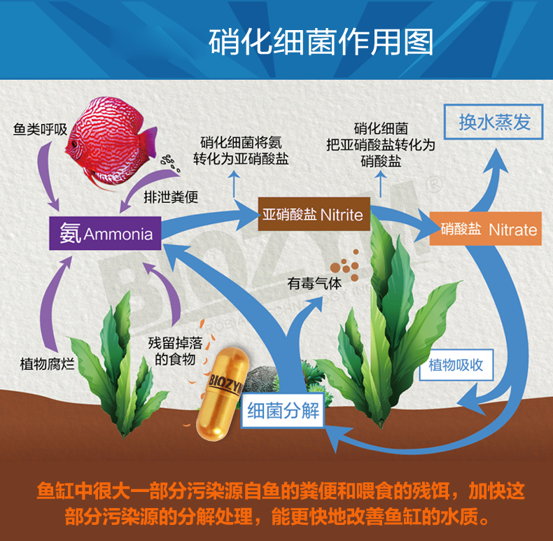 水族箱硝化细菌胶囊鱼缸硝化细菌消化细菌干粉硝化菌淡水及水草30粒b