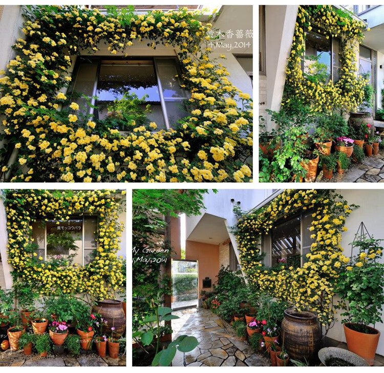 甜蜜红木香花苗浓香四季花卉七里香阳台爬藤植物黄木香花庭院盆栽 白